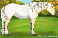 Horse Color:Palomino Roan Near Leopard 