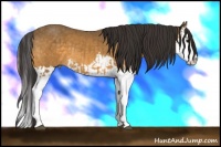 Horse Color:Buckskin Splash  and Buckskin Splash 
