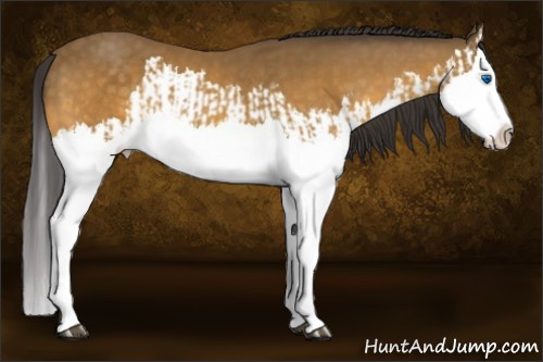 Horse Color:Buckskin Splash and Buckskin Splash