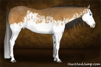 Horse Color:Buckskin Splash  and Buckskin Splash 
