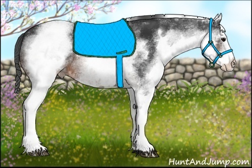 Horse Color:White Spotted Brown 