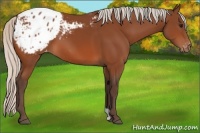Horse Color:Silver Bay Appaloosa 