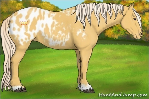 Horse Color:Palomino Appaloosa 
