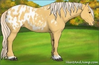 Horse Color:Palomino Appaloosa 