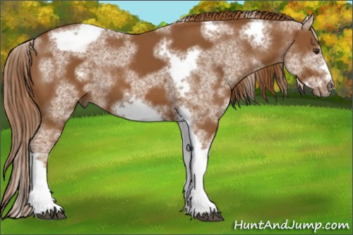 Horse Color:White Spotted Chestnut Tobiano Frame