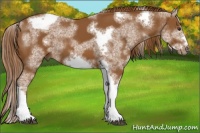 Horse Color:White Spotted Chestnut Tobiano Frame 