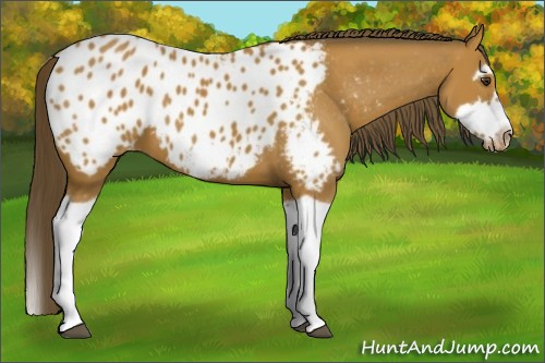 Horse Color:Bay Splash Frame Appaloosa 