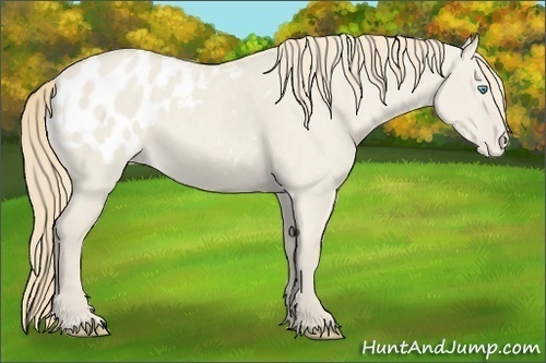 Horse Color:Smoky Creme Roan Dun Appaloosa