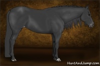 Horse Color:Black Appaloosa