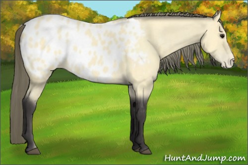 Horse Color:Buckskin Appaloosa 