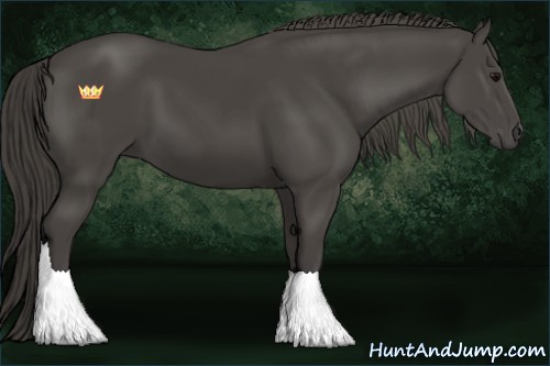 Horse Color:Smoky Black