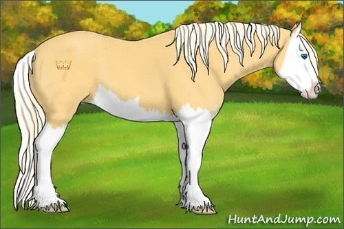 Horse Color:Palomino Splash