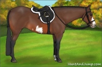 Horse Color:Bay Frame