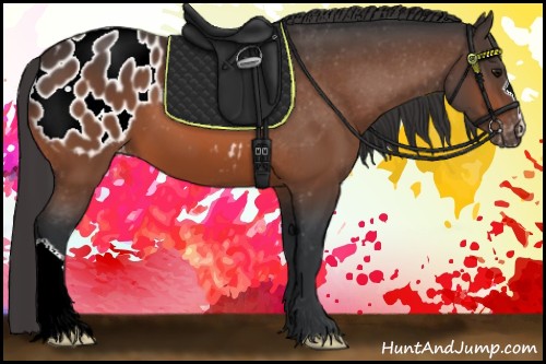 Horse Color:Bay Appaloosa 