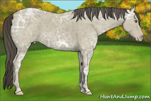 Horse Color:Classic Cream Champagne Ice