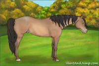 Horse Color:Amber Champagne 
