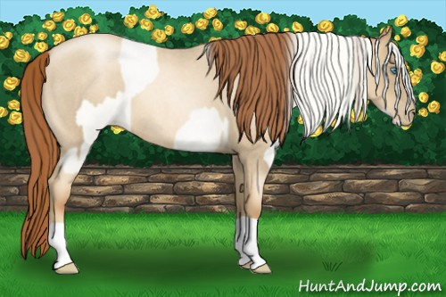 Horse Color:Amber Cream Champagne Roan Pearl  and Gray Amber Cream Champagne Roan Pearl 