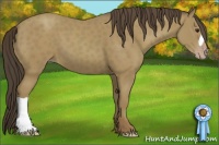 Horse Color:Classic Champagne 