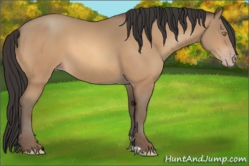 Horse Color:Amber Champagne 
