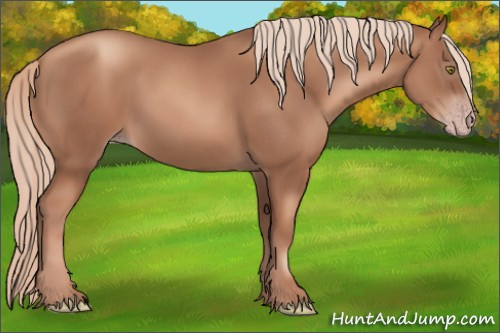 Horse Color:Gray Gold Champagne