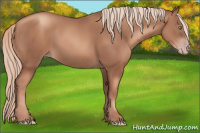 Horse Color:Gray Gold Champagne 