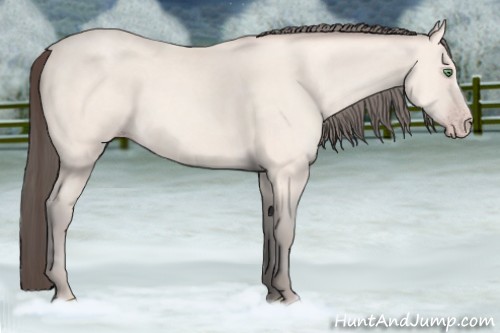 Horse Color:Amber Cream Champagne 