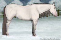 Horse Color:Amber Cream Champagne 