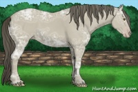 Horse Color:Classic Cream Champagne Ice 