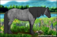 Horse Color:Blue Roan 