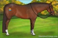 Horse Color:Liver Chestnut 