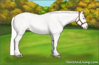 Horse Color:Cremello 