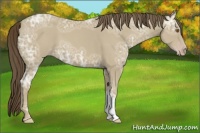Horse Color:Classic Cream Champagne Ice