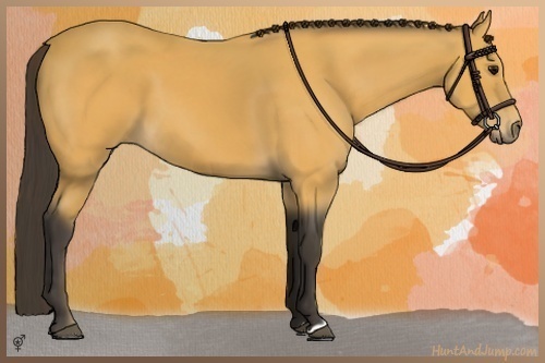 Horse Color:Buckskin