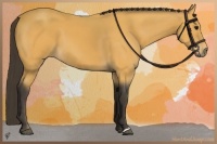 Horse Color:Buckskin