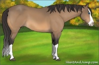 Horse Color:Buckskin Splash 