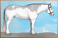 Horse Color:Liver Chestnut Ice Splash Appaloosa 