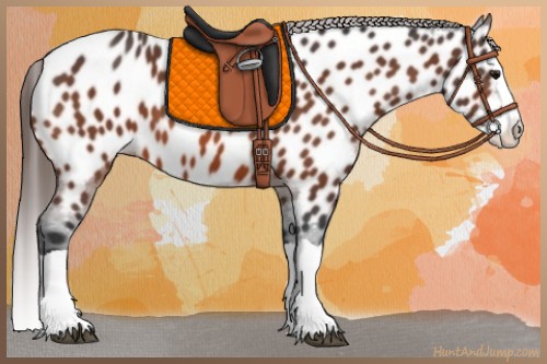 Horse Color:Bay Splash Appaloosa 