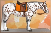 Horse Color:Bay Splash Appaloosa