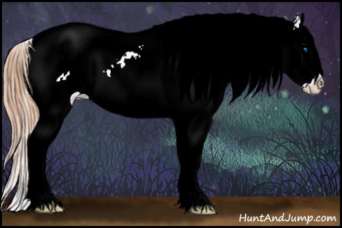 Horse Color:White Spotted Gold Champagne Splash Appaloosa 