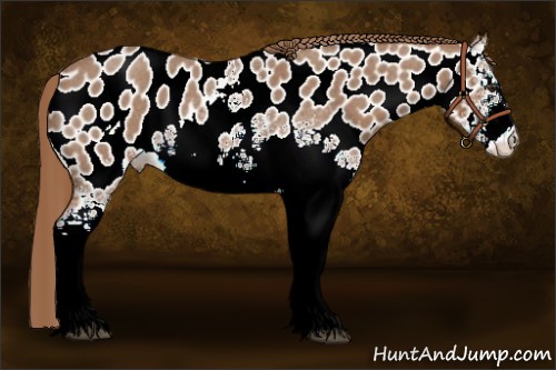 Horse Color:White Spotted Red Roan Appaloosa 