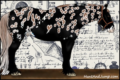 Horse Color:White Spotted Chestnut Splash Appaloosa 