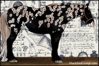 Horse Color:White Spotted Chestnut Splash Appaloosa