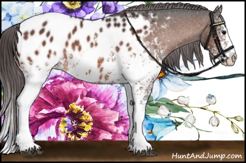 Horse Color:White Spotted Bay Splash Appaloosa 