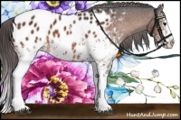 Horse Color:White Spotted Bay Splash Appaloosa 