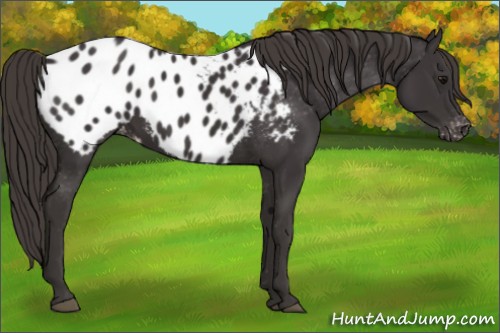 Horse Color:Smoky Black Appaloosa 