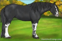 Horse Color:Black and Black Splash