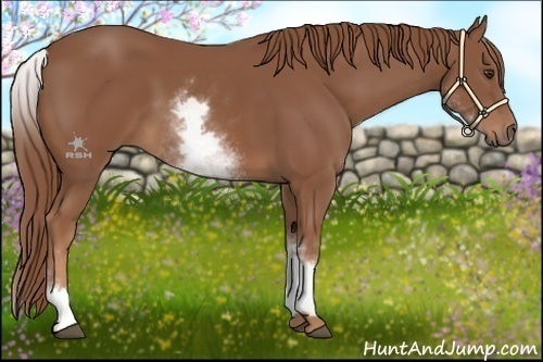 Horse Color:White Spotted Chestnut Sabino
