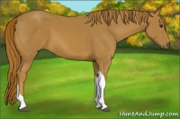 Horse Color:Chestnut Tobiano Rabicano 