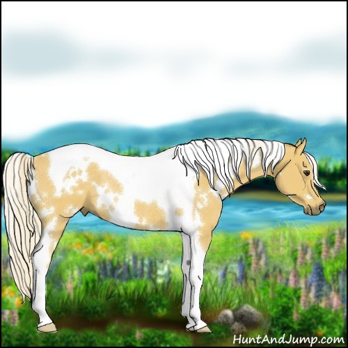 Horse Color:White Spotted Palomino Tobiano Rabicano 