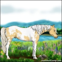 Horse Color:White Spotted Palomino Tobiano Rabicano 